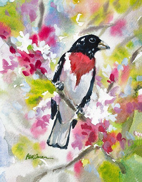 Rose-Breasted Grosbeak – giclée print of the painting by Paul Oman